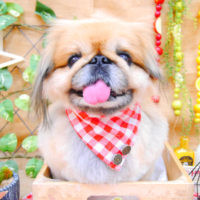 【池下店】2019年11月23日のワンちゃん達♪