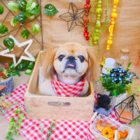 【池下店】2019年11月27日のワンちゃん達♪