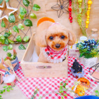 【池下店】2019年11月29日のワンちゃん達♪