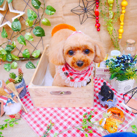 【池下店】2019年11月29日のワンちゃん達♪