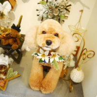 【本店】2019年12月12日のワンちゃん達♪