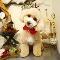 【本店】2019年12月1日のワンちゃん達♪