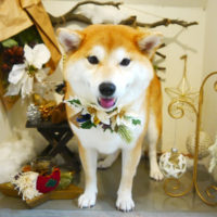 【本店】2019年12月2日のワンちゃん達♪