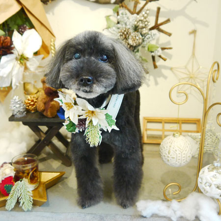 【本店】2019年12月4日のワンちゃん達♪