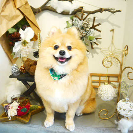 【本店】2019年12月5日のワンちゃん達♪