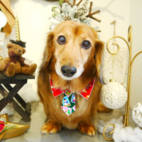 【本店】2019年12月7日のワンちゃん達♪