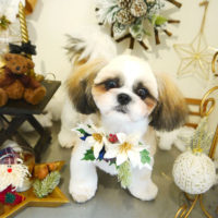 【本店】2019年12月8日のワンちゃん達♪