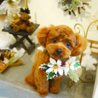 【本店】2019年12月13日のワンちゃん達♪