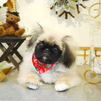 【本店】2019年12月14日のワンちゃん達♪