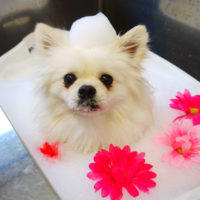 【本店】2019年12月15日のワンちゃん達♪