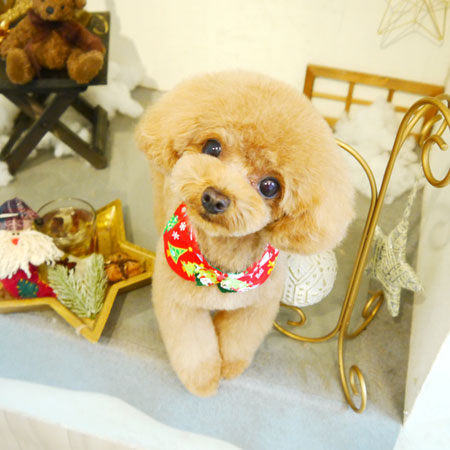 【本店】2019年12月16日のワンちゃん達♪