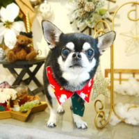 【本店】2019年12月18日のワンちゃん達♪