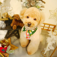 【本店】2019年12月19日のワンちゃん達♪