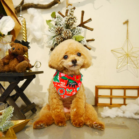 【本店】2019年12月20日のワンちゃん達♪