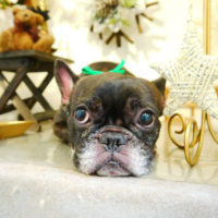 【本店】2019年12月21日のワンちゃん達♪