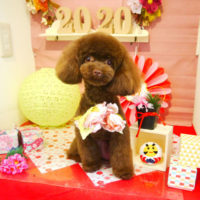 【本店】2019年12月26日のワンちゃん達♪