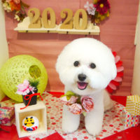 【本店】2019年12月27日のワンちゃん達♪