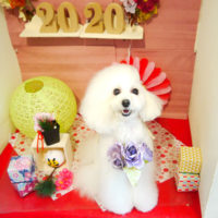 【本店】2019年12月29日のワンちゃん達♪