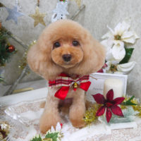 【山手店】2019年12月1日のワンちゃん達♪