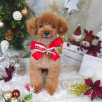 【山手店】2019年12月2日のワンちゃん達♪