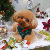 【山手店】2019年12月06日のワンちゃん達♪