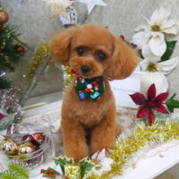 【山手店】2019年12月7日のワンちゃん達♪