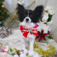 【山手店】2019年12月8日のワンちゃん達♪