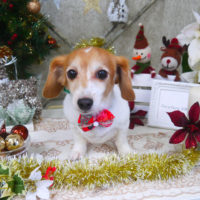 【山手店】2019年12月9日のワンちゃん達♪