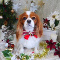 【山手店】2019年12月12日のワンちゃん達♪