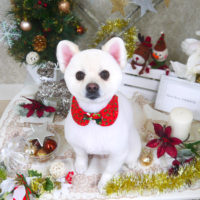 【山手店】2019年12月13日のワンちゃん達♪