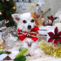 【山手店】2019年12月14日のワンちゃん達♪