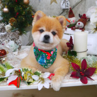 【山手店】2019年12月15日のワンちゃん達♪