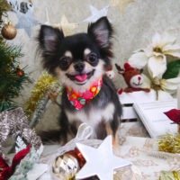 【山手店】2019年12月16日のワンちゃん達♪