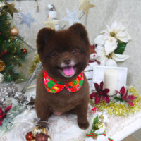 【山手店】2019年12月19日のワンちゃん達♪