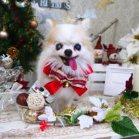 【山手店】2019年12月20日のワンちゃん達♪