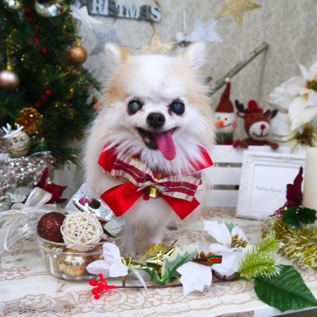 【山手店】2019年12月20日のワンちゃん達♪