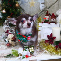 【山手店】2019年12月21日のワンちゃん達♪