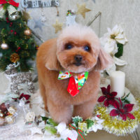 【山手店】2019年12月22日のワンちゃん達♪