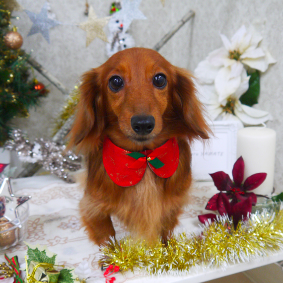 【山手店】2019年12月23日のワンちゃん達♪