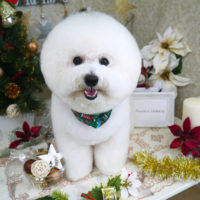 【山手店】2019年12月25日のワンちゃん達♪