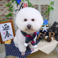 【山手店】2019年12月27日のワンちゃん達♪