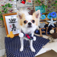 【山手店】2019年12月28日のワンちゃん達♪