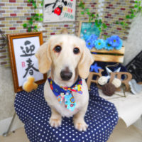 【山手店】2019年12月29日のワンちゃん達♪