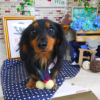 【山手店】2019年12月30日のワンちゃん達♪