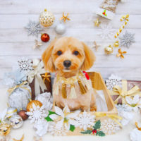 【池下店】2019年12月1日のワンちゃん達♪