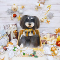 【池下店】2019年12月2日のワンちゃん達♪