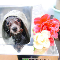 【池下店】2019年12月5日のワンちゃん達♪