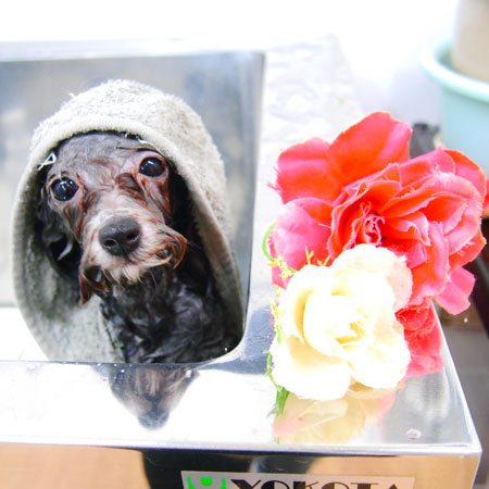 【池下店】2019年12月5日のワンちゃん達♪