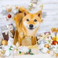 【池下店】2019年12月6日のワンちゃん達♪