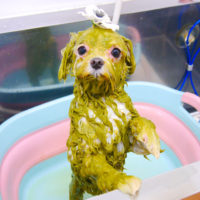 【池下店】2019年12月7日のワンちゃん達♪